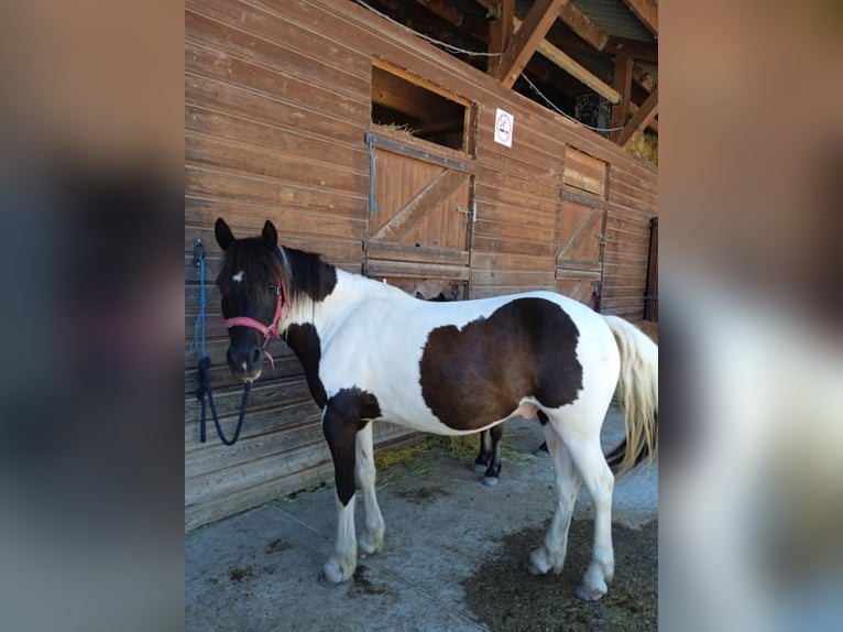 Pottok-ponny Valack 8 år 120 cm in Buis les Baronnies
