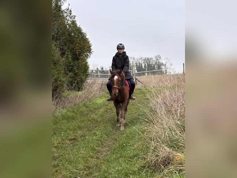 Pottok Ruin 5 Jaar 136 cm Donkere-vos in Montjavoult