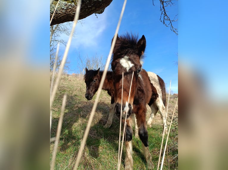 Pottok Stallion 1 year 13,2 hh Pinto in Rosenfeld