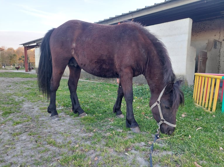 Pottok Stallion 2 years 12.2 hh Black in ODOS