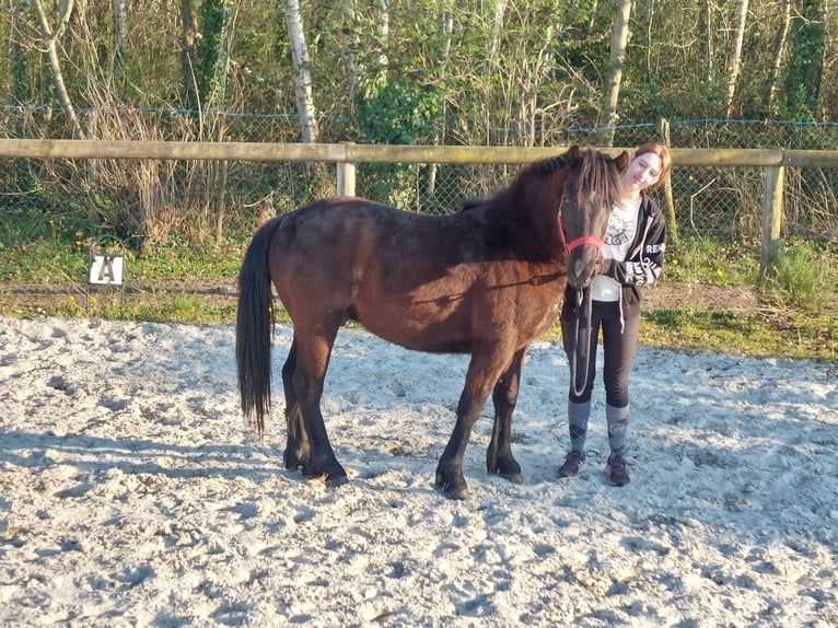 Pottok Stallion 2 years 12.2 hh Black in ODOS