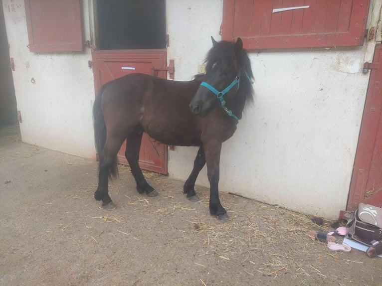 Pottok Stallion 2 years 12,2 hh Black in ODOS