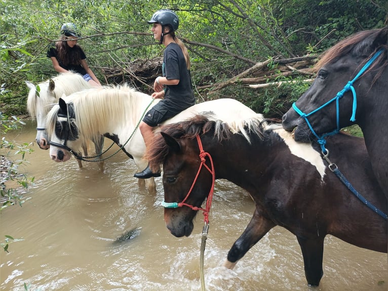 Pottok Stallone 1 Anno 140 cm Pezzato in Rosenfeld