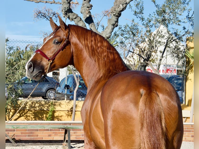 Pottok Stallone 6 Anni 170 cm Sauro ciliegia in Vilanova y la Geltru