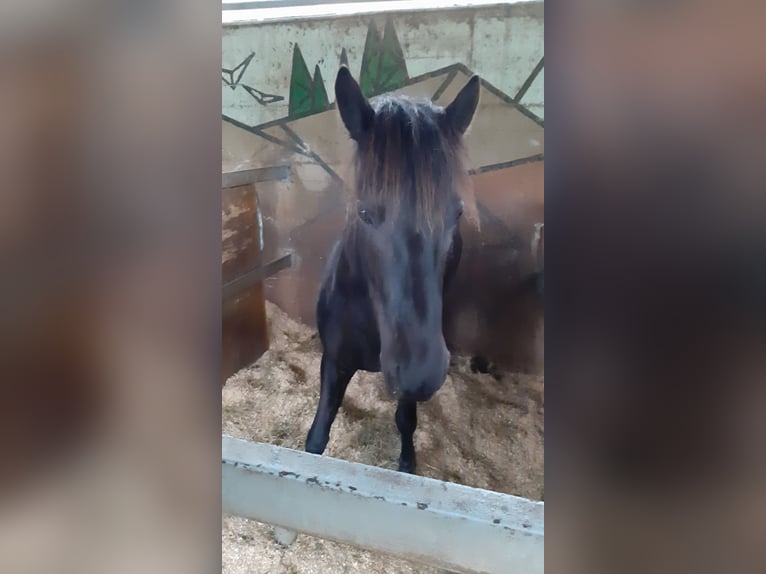 Pottok Stute 6 Jahre 128 cm Rappe in Salvatierra