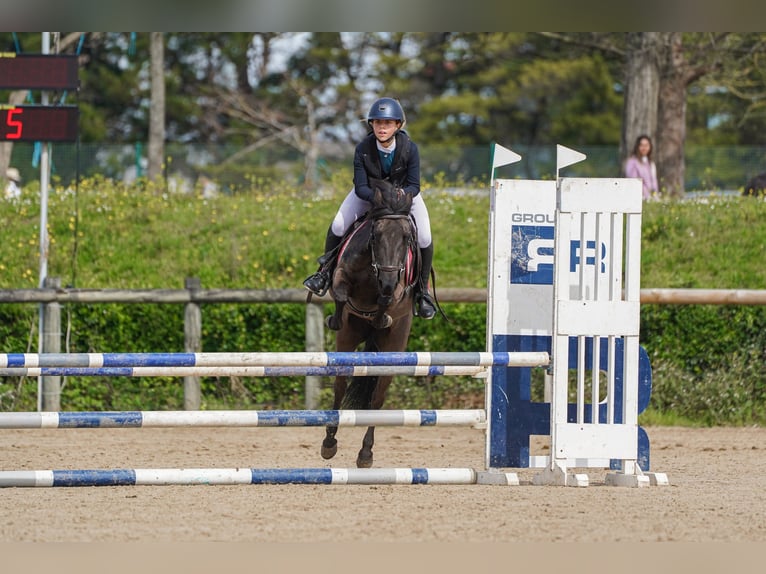 Pottoka Caballo castrado 12 años 128 cm Negro in Cantabria