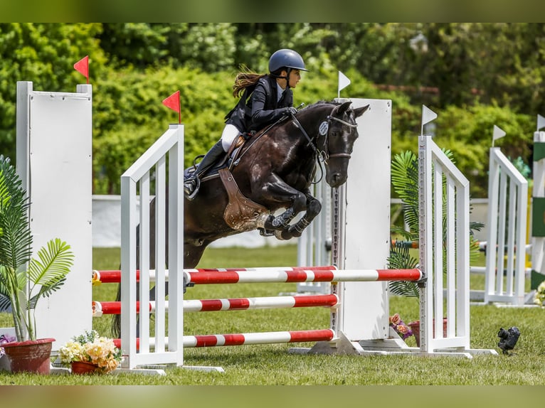 Pottoka Caballo castrado 18 años 130 cm Negro in Castellon De La Plana/Castello De La Plana