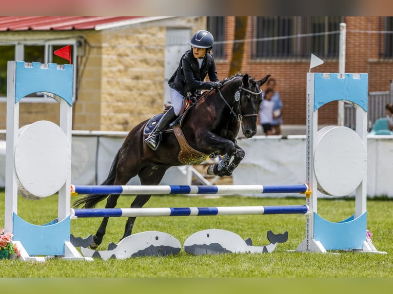 Pottoka Caballo castrado 18 años 130 cm Negro in Castellon De La Plana/Castello De La Plana