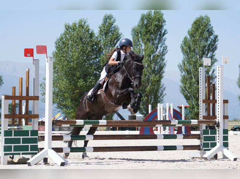 Pottoka Caballo castrado 18 años 130 cm Negro in Castellon De La Plana/Castello De La Plana