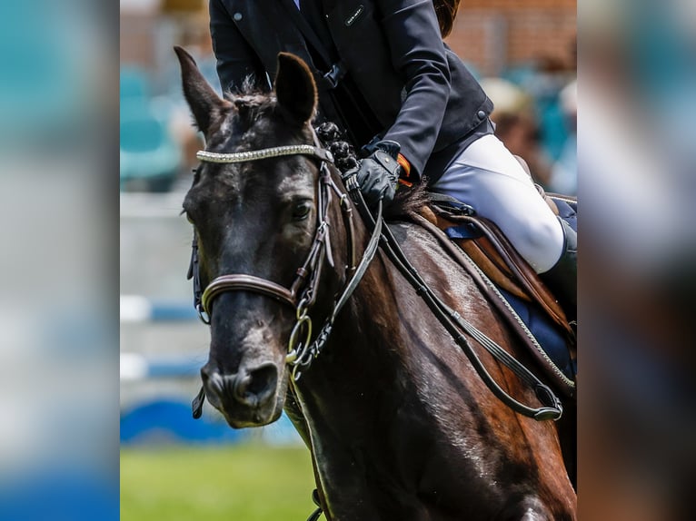 Pottoka Caballo castrado 18 años 130 cm Negro in Castellon De La Plana/Castello De La Plana