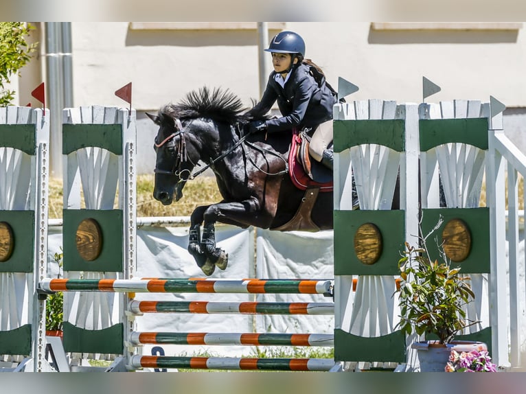 Pottoka Caballo castrado 18 años 130 cm Negro in Castellon De La Plana/Castello De La Plana