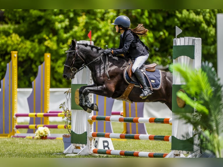 Pottoka Caballo castrado 18 años 130 cm Negro in Castellon De La Plana/Castello De La Plana