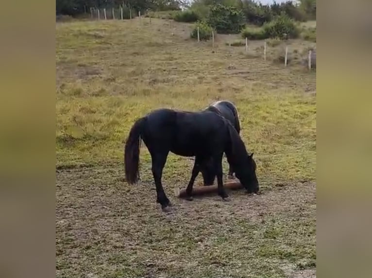 Pottoka Caballo castrado 2 años Negro in Salvatierra