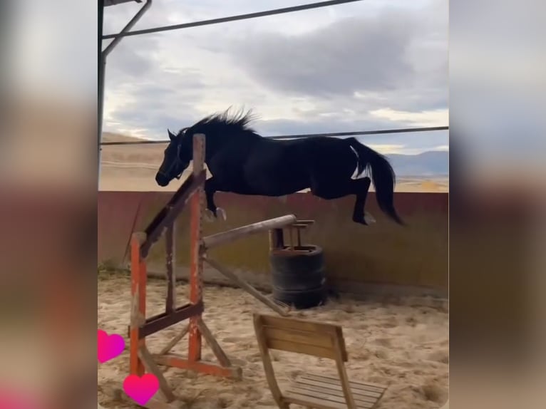 Pottoka Caballo castrado 5 años 133 cm Negro in Salvatierra