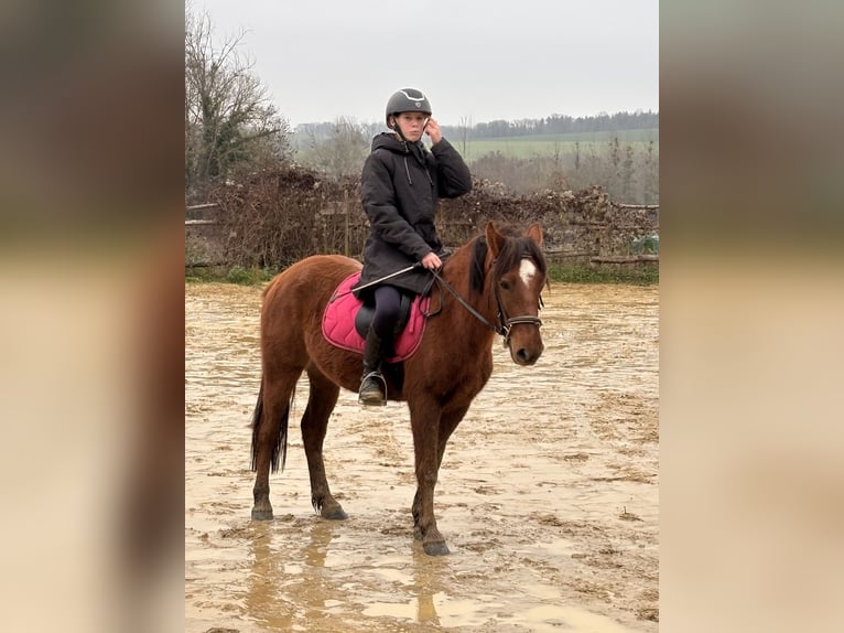 Pottoka Caballo castrado 5 años 136 cm Alazán-tostado in Montjavoult