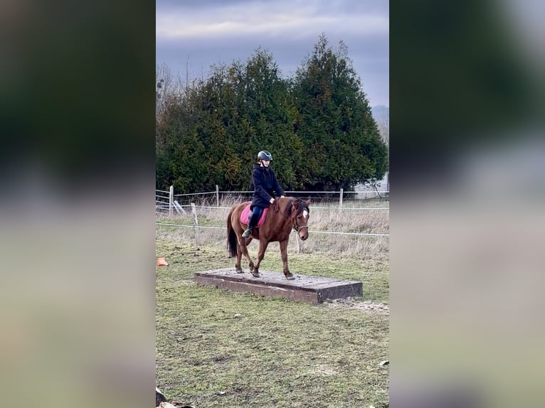 Pottoka Caballo castrado 5 años 136 cm Alazán-tostado in Montjavoult
