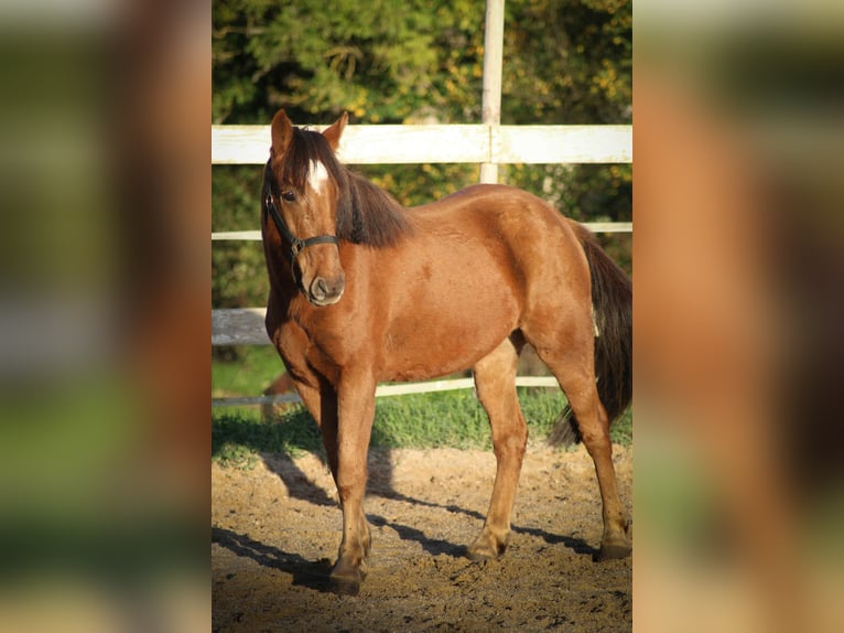 Pottoka Caballo castrado 5 años 136 cm Alazán-tostado in Montjavoult