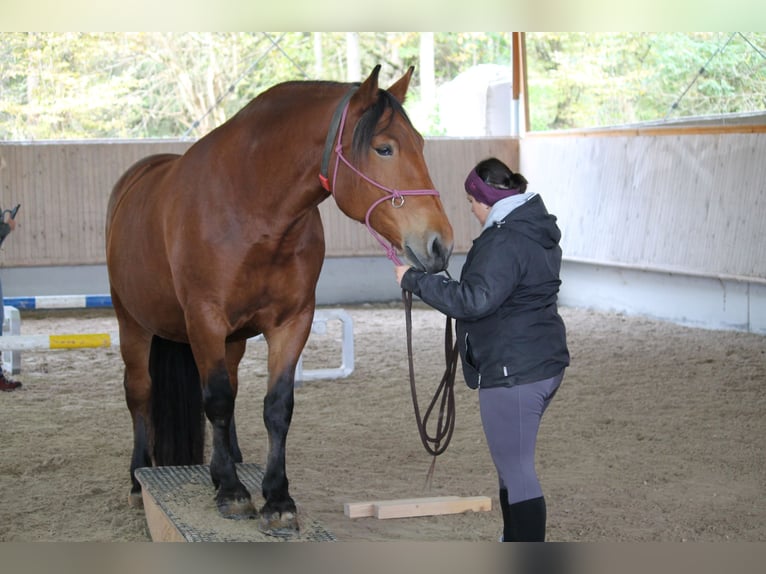 Południowoniemiecki koń zimnokrwisty Klacz 13 lat 162 cm Gniada in Haigerloch