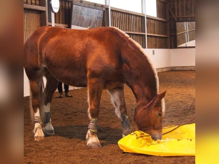 Południowoniemiecki koń zimnokrwisty Klacz 14 lat 165 cm Ciemnokasztanowata in Bergheim