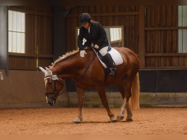 Południowoniemiecki koń zimnokrwisty Klacz 14 lat 165 cm Ciemnokasztanowata in Bergheim