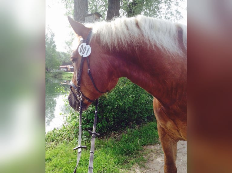 Południowoniemiecki koń zimnokrwisty Klacz 14 lat 165 cm Ciemnokasztanowata in Bergheim