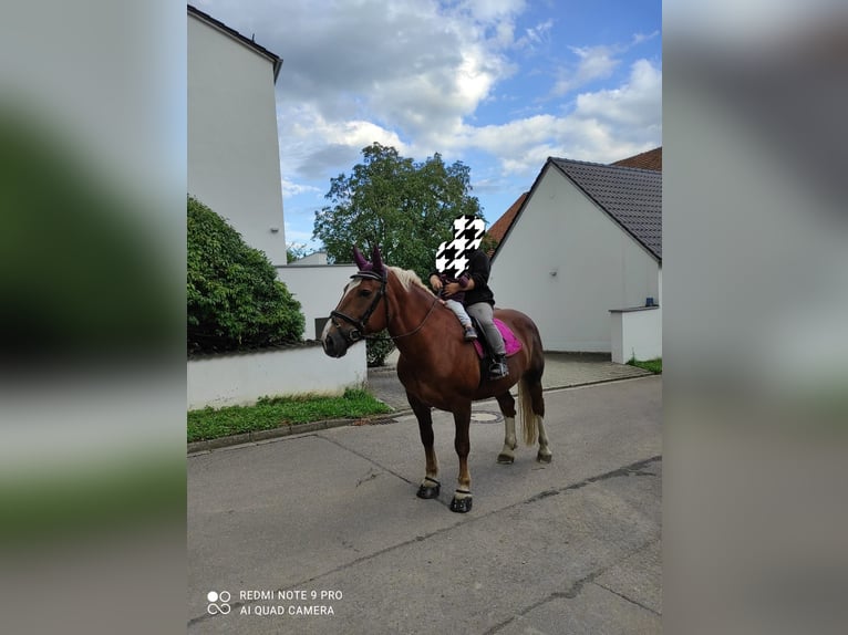 Południowoniemiecki koń zimnokrwisty Klacz 14 lat 165 cm Ciemnokasztanowata in Bergheim