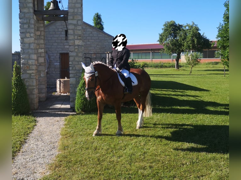 Południowoniemiecki koń zimnokrwisty Klacz 14 lat 165 cm Ciemnokasztanowata in Bergheim
