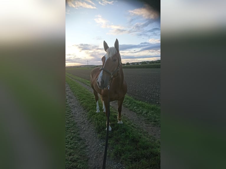 Południowoniemiecki koń zimnokrwisty Klacz 14 lat 165 cm Ciemnokasztanowata in Bergheim