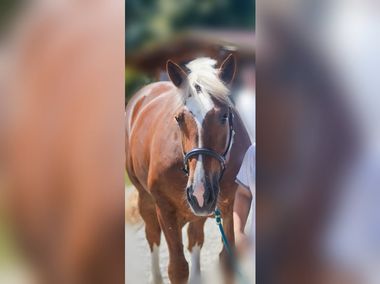 Południowoniemiecki koń zimnokrwisty Klacz 14 lat 165 cm Ciemnokasztanowata in Bergheim
