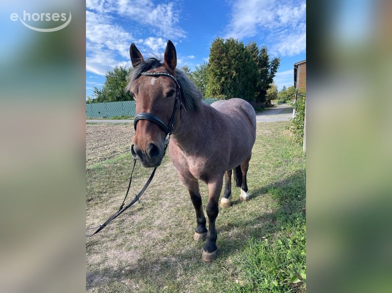 Południowoniemiecki koń zimnokrwisty Mix Klacz 15 lat 154 cm Kasztanowatodereszowata in Karben