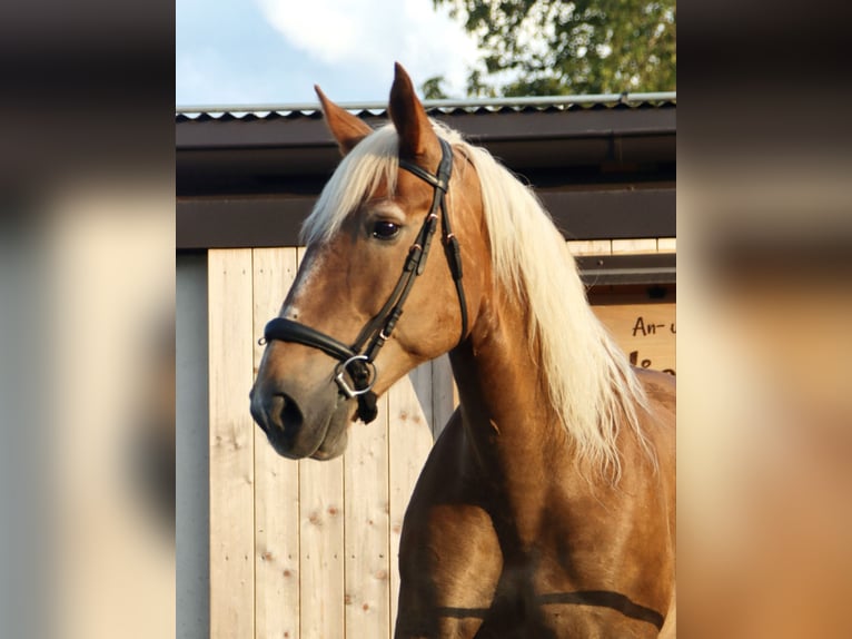 Południowoniemiecki koń zimnokrwisty Klacz 16 lat 155 cm Kasztanowata in Kirchbichl