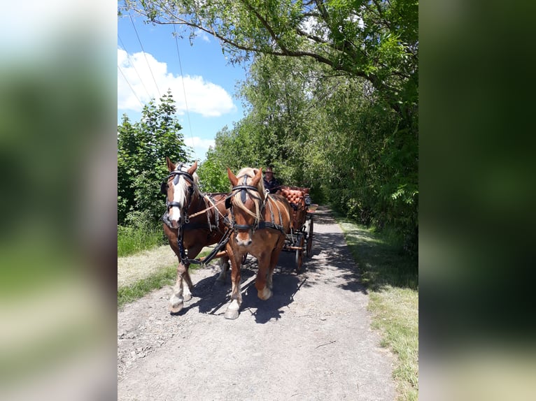 Południowoniemiecki koń zimnokrwisty Klacz 16 lat 163 cm Ciemnokasztanowata in Großpösna