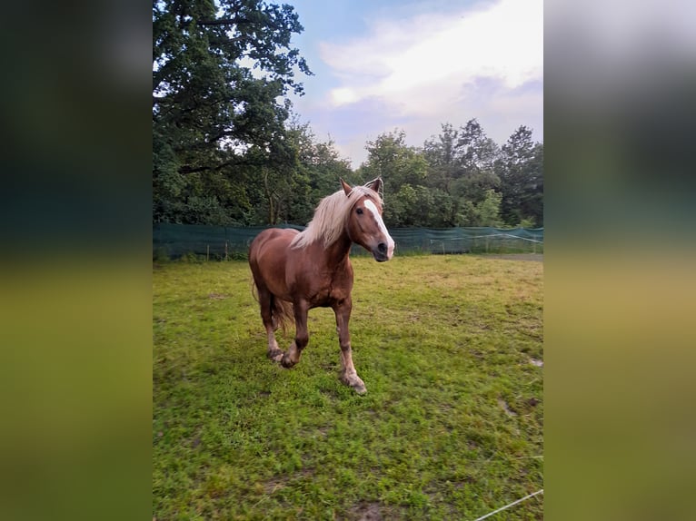 Południowoniemiecki koń zimnokrwisty Klacz 16 lat 163 cm Ciemnokasztanowata in Großpösna