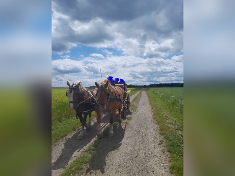 Południowoniemiecki koń zimnokrwisty Klacz 16 lat 163 cm Ciemnokasztanowata in Großpösna