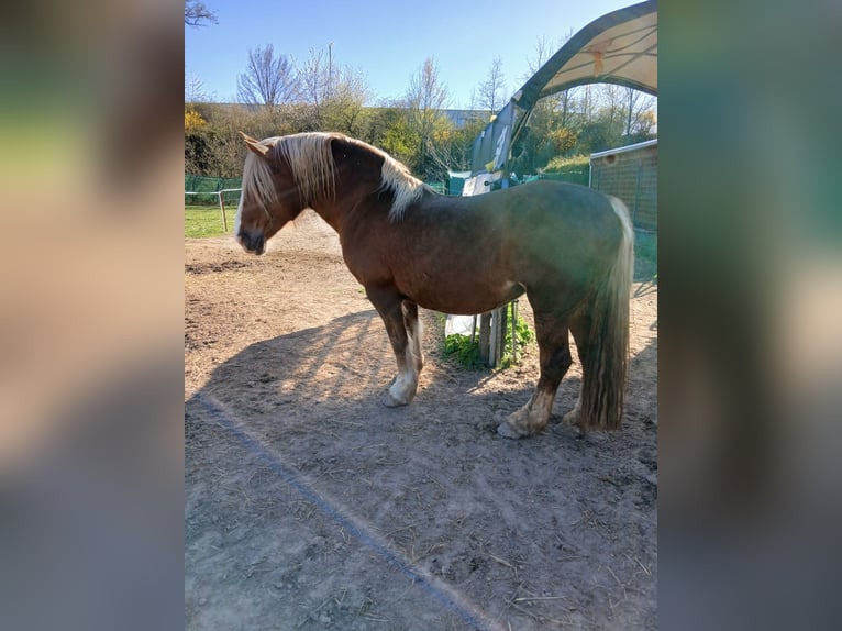 Południowoniemiecki koń zimnokrwisty Klacz 16 lat 163 cm Ciemnokasztanowata in Großpösna