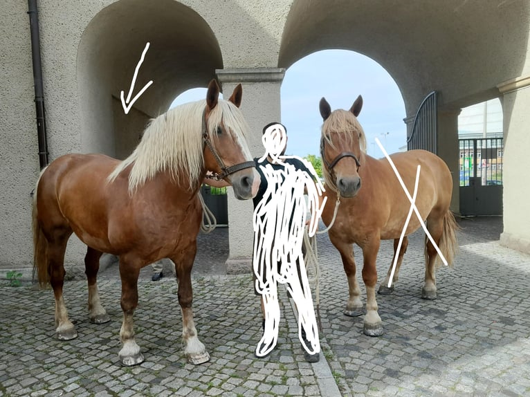 Południowoniemiecki koń zimnokrwisty Klacz 16 lat 163 cm Ciemnokasztanowata in Großpösna