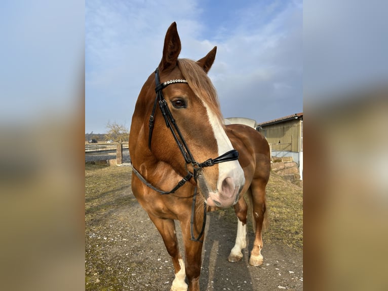 Południowoniemiecki koń zimnokrwisty Klacz 17 lat 161 cm Ciemnokasztanowata in Tiefenbronn