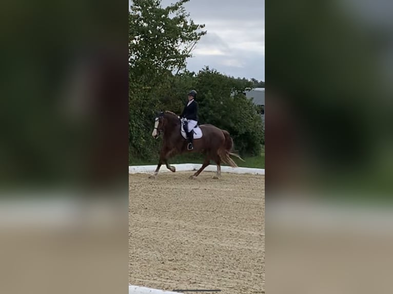 Południowoniemiecki koń zimnokrwisty Klacz 17 lat 161 cm Ciemnokasztanowata in Tiefenbronn