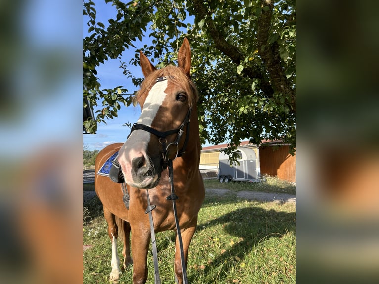 Południowoniemiecki koń zimnokrwisty Klacz 17 lat 161 cm Ciemnokasztanowata in Tiefenbronn