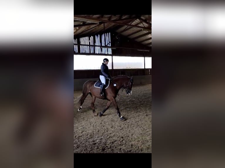 Południowoniemiecki koń zimnokrwisty Klacz 17 lat 161 cm Ciemnokasztanowata in Tiefenbronn
