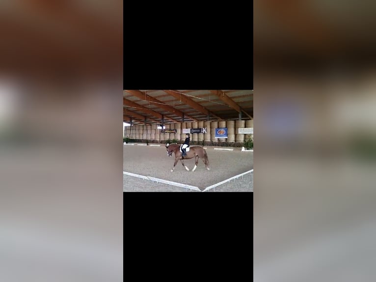 Południowoniemiecki koń zimnokrwisty Klacz 17 lat 161 cm Ciemnokasztanowata in Tiefenbronn