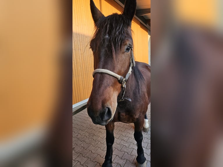 Południowoniemiecki koń zimnokrwisty Klacz 3 lat 162 cm Gniada in Niederstotzingen