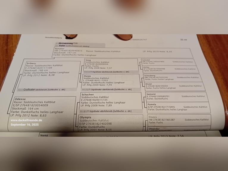 Południowoniemiecki koń zimnokrwisty Klacz 3 lat 165 cm Kasztanowata in Sankt Wolfgang