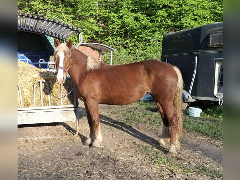 Południowoniemiecki koń zimnokrwisty Klacz 3 lat 165 cm Kasztanowata in Höringen