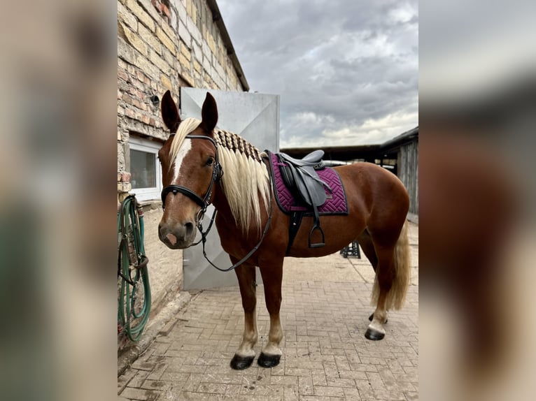 Południowoniemiecki koń zimnokrwisty Klacz 4 lat 165 cm Kasztanowata in Köthen