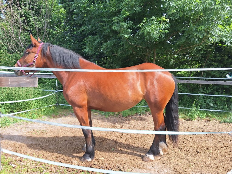 Południowoniemiecki koń zimnokrwisty Klacz 4 lat 170 cm Gniada in T&#xFC;bingen