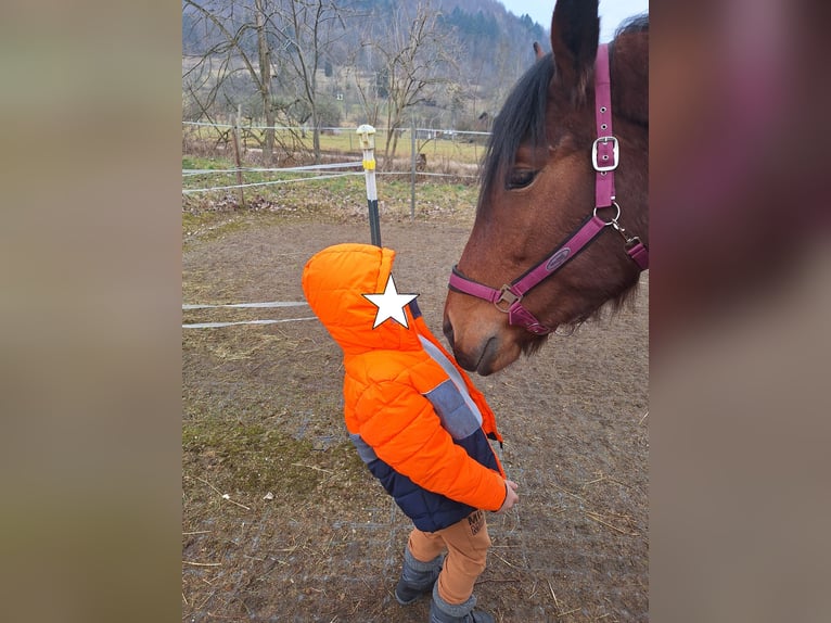Południowoniemiecki koń zimnokrwisty Klacz 4 lat 170 cm Gniada in T&#xFC;bingen