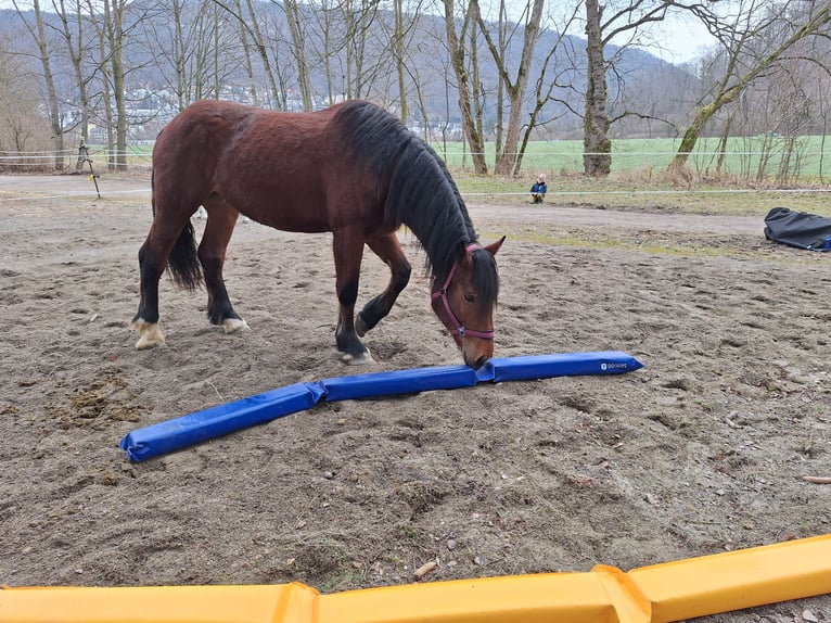 Południowoniemiecki koń zimnokrwisty Klacz 4 lat 170 cm Gniada in T&#xFC;bingen