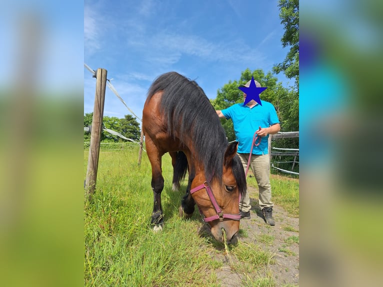 Południowoniemiecki koń zimnokrwisty Klacz 4 lat 170 cm Gniada in T&#xFC;bingen