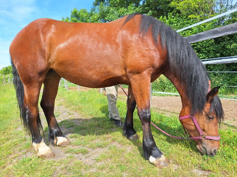 Południowoniemiecki koń zimnokrwisty Klacz 4 lat 170 cm Gniada in T&#xFC;bingen